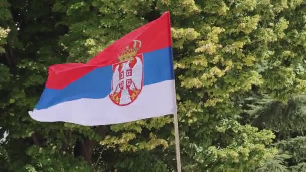 National Flag Serbia Waving Green Background Sunny Summer Day — Stock Video