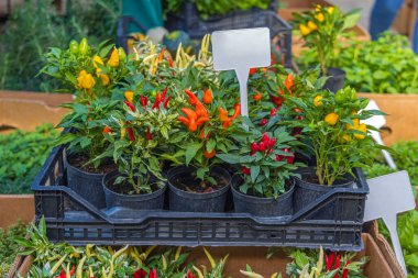 Çiftçi pazarındaki sandıkta sıcak biber saksısı.