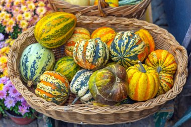 Oval Rattan Sepeti 'nde Kabak ve Kabak Ekim Sonbaharı