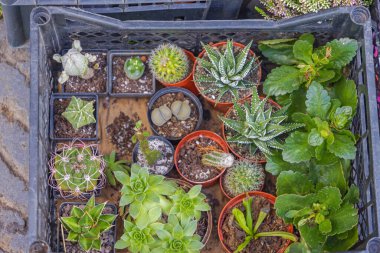 Kaktüs Saksısı Kaktüs Bitkileri Sandıkta Çeşitlilik