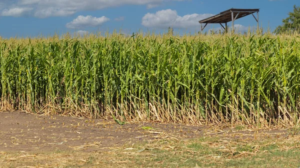 夏の真ん中の緑のトウモロコシトウモロコシのトウモロコシ畑 — ストック写真