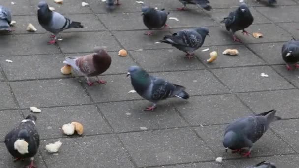 Ekmek Parçası Sokak Tavasındaki Güvercin Güvercinlere Besleniyor — Stok video