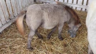 Hayvan Çiftliğindeki Ahırda Genç Küçük Midilli Atı Otlatıyor