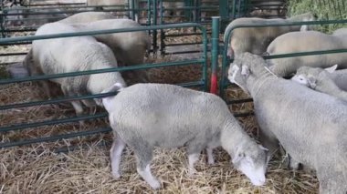 Hayvan Çiftliği Tavasında Koyun Kalem Koruması