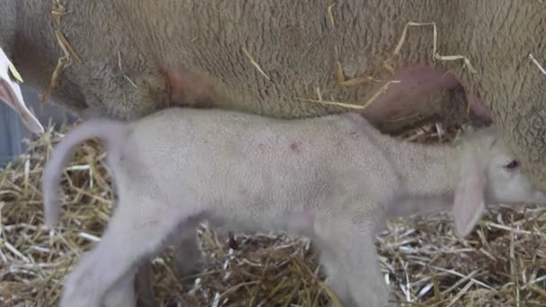 Jovem Cordeiro Recém Nascido Chupando Ovelha Compartimento Fazenda — Vídeo de Stock