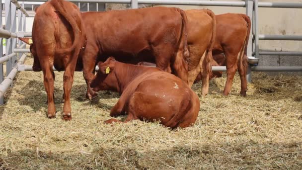 Red Brown Krávy Skot Plemeno Farmě Uzavření — Stock video