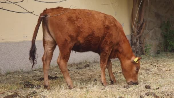 Uma Vaca Bezerro Jovem Marrom Fazenda Gado — Vídeo de Stock