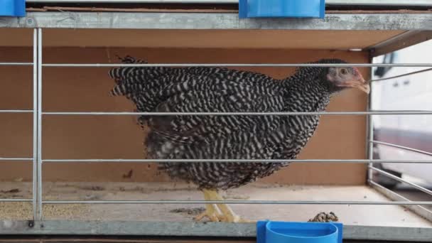 Kümes Hayvancılığında Kafesteki Yalnız Bir Tavuk Kuşu — Stok video