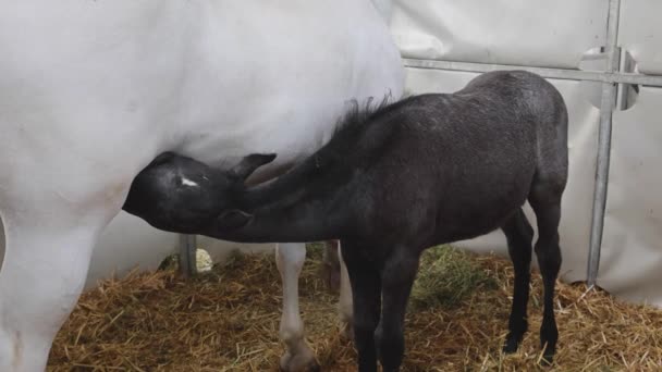 Pequeno Potro Preto Recém Nascido Cavalo Chupando Branco Mare Estábulo — Vídeo de Stock