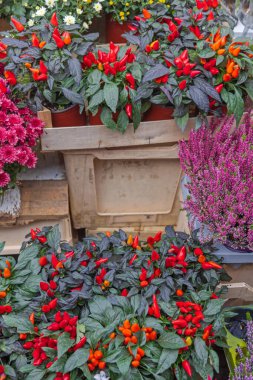 Çiftçi pazarındaki çömleklere Red Hot Chillies Bitkileri