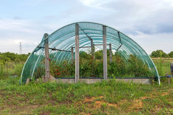 Odling Tomatplantor Växthustunnel Med Skyddsnät — Stockfoto