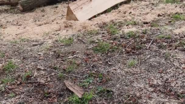 Cut Tree Stump City Park Garden Winter Trimming Tilt — Stock Video