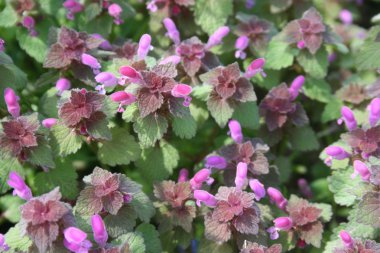 Kırmızı ölü ısırgan (Lamium purpureum)