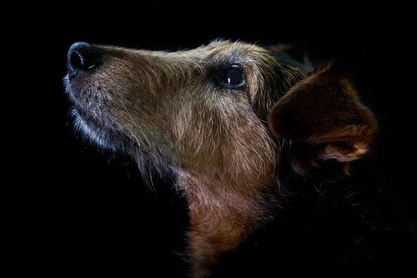 Cão velho — Fotografia de Stock