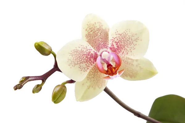 Orchidee — Stockfoto