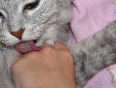 pembe sevgi