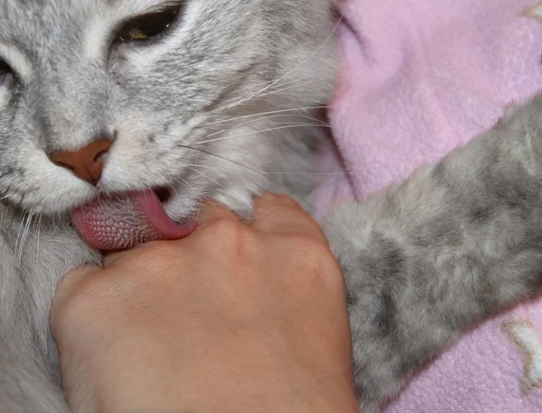 pembe sevgi