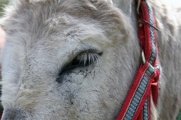 Donkey öga — Stockfoto