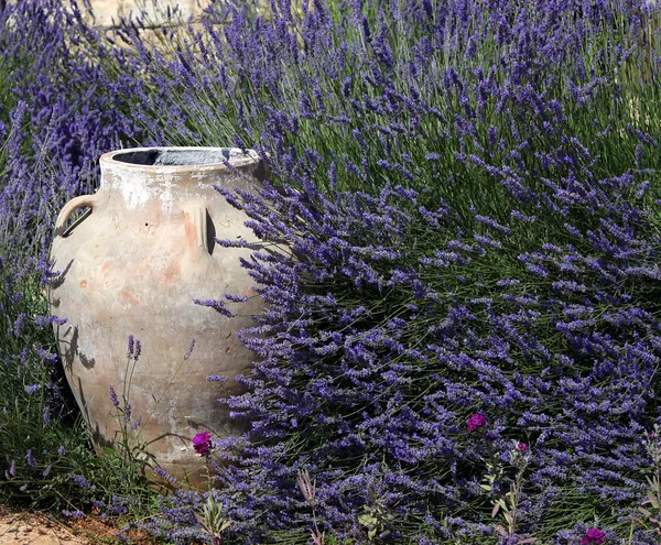 Vaso e lavanda — Foto Stock