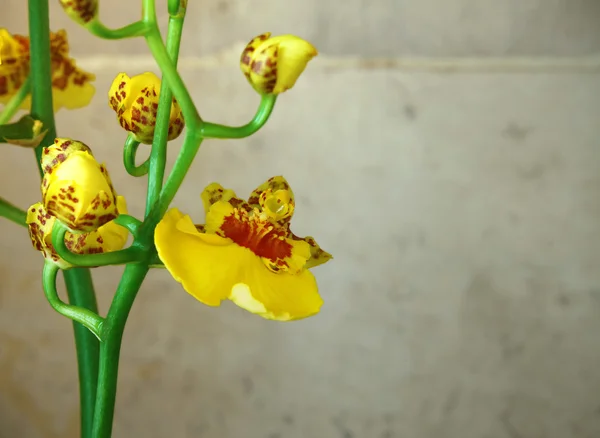 Orquídea de Oncidium — Fotografia de Stock