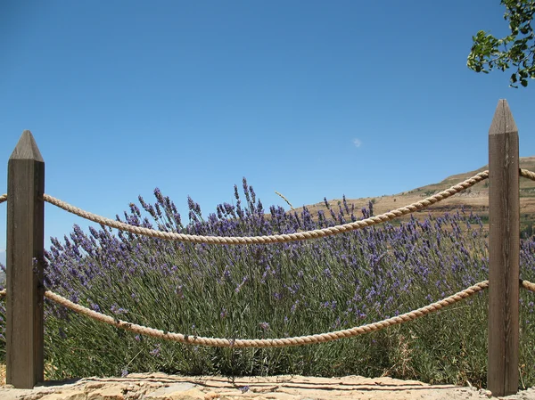 Fenced Lavender Bush — Stock Photo, Image