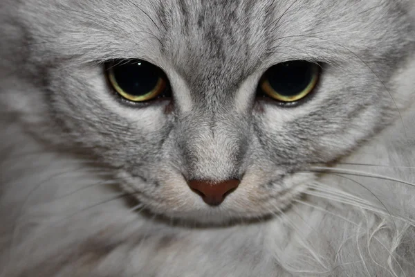 kedi bakışları
