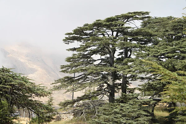 A Libanoni cédrus erdő — Stock Fotó