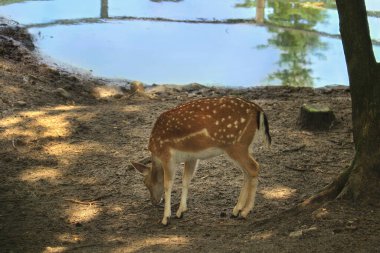 Açık mavi su birikintisinin yakınındaki ormanda bir dişi geyik..