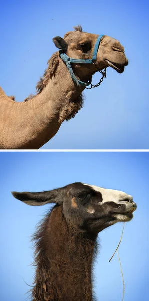 Collage Camel Llama Blue Sky — Stock Photo, Image