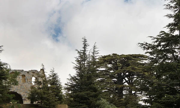 Ruined Structure Cedars God Forest Lebanon — Stock Photo, Image