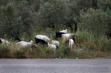 Goats grazing in an olive grove, Lebanon.