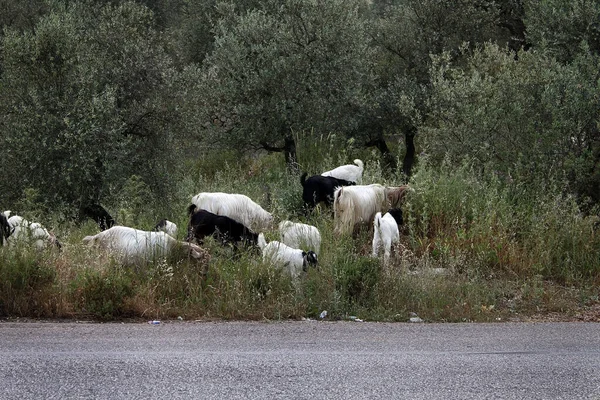 Goats Grazing Olive Grove Lebanon — Stockfoto