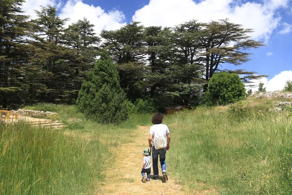 Toddler Holding Hand His Father Cedars Forest Lebanon — Stock Photo, Image