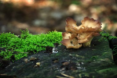 Polonya 'da bir ormanda ağaç kabuğunda büyüyen bir mantar..