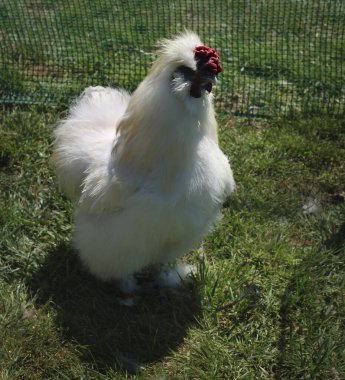 Bahçe kulübesinde ipeksi bir tavuk.