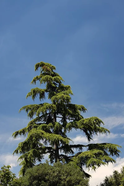 Зеленое Дерево Фоне Голубого Неба — стоковое фото