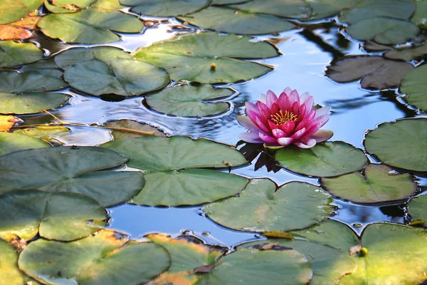 Pink Water Lily Pond Patches Sunlight — 스톡 사진