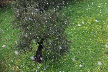Kar fırtınası sırasında çayırda bir zeytin ağacı.