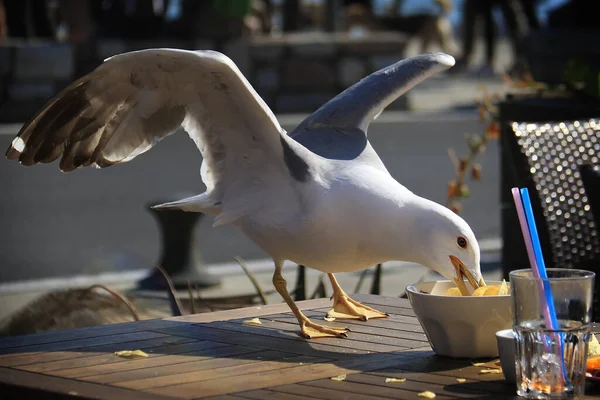 Bir martı patates cipsi çalıp yiyor..