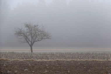 Slovenya 'da çok soğuk bir sabah kar fırtınasında bir ağaç.