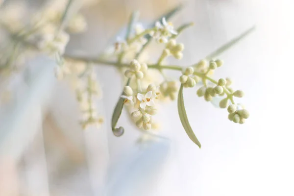 Closeup Flowering Olive Tree Branch Buds Flowers — Stock Photo, Image