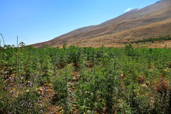 대마초 Sativa 레바논에 필드에서 성장입니다 레바논은 세계에서 생산자 대마초는 국가에서 — 스톡 사진