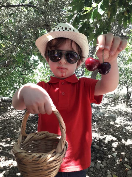 一个戴着太阳镜的蹒跚学步的孩子 正在采摘樱桃 — 图库照片