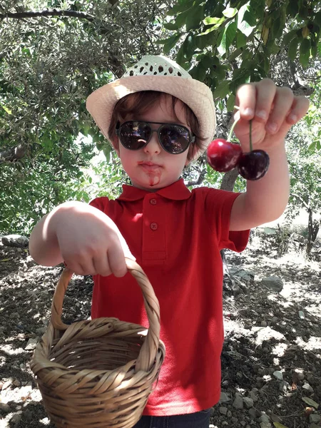 Niño Pequeño Con Gafas Sol Sobre Quién Está Recogiendo Cerezas —  Fotos de Stock