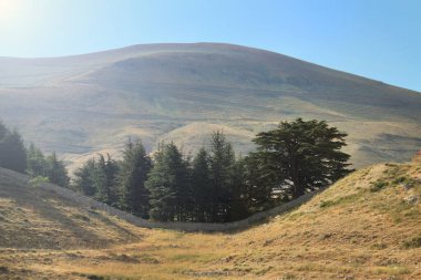 Lübnan, Arez 'deki Tanrı' nın sedirleri..