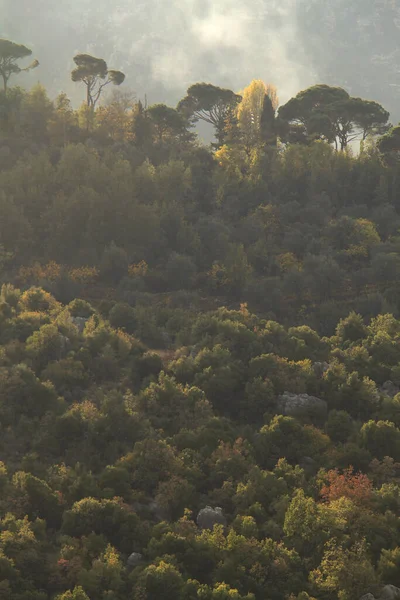 Tree Covered Mountain Light Fog Sunlight — Fotografia de Stock