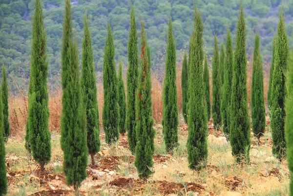 Group Baby Conifer Trees Selective Focus — Stock Photo, Image