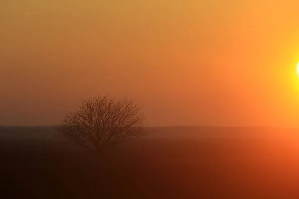 Silhouette Arbre Solitaire Lumière Soleil Orange — Photo