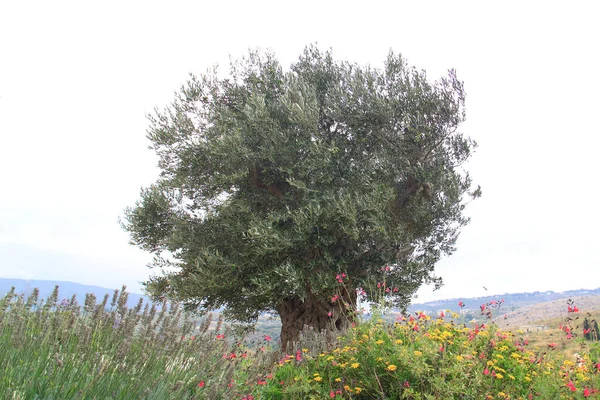 Old Olive Tree Spring Flowers Lebanon — Stock Photo, Image