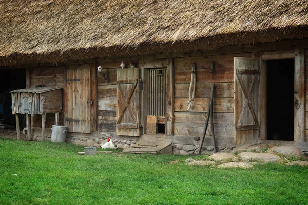 Sierpc Poland August 2017 Rooster Front Rural Thatched Roof Barnyard — Stock Photo, Image